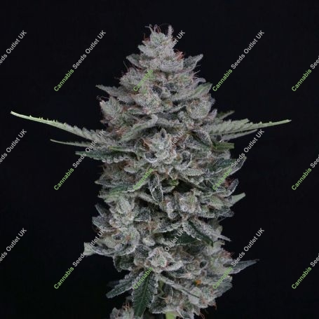 MAC2 Auto Marijuana Strain by Pure Instinto For Sale Online at Cannabis Seeds Outlet