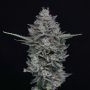 MAC2 Auto Marijuana Strain by Pure Instinto For Sale Online at Cannabis Seeds Outlet