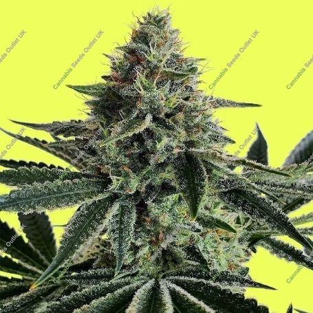 Lemon Storm Marijuana Strain by Pure Instinto For Sale Online at Cannabis Seeds Outlet