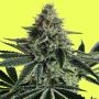 Lemon Storm Marijuana Strain by Pure Instinto For Sale Online at Cannabis Seeds Outlet