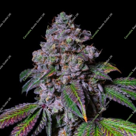 La Macedonia Marijuana Strain by Pure Instinto For Sale Online at Cannabis Seeds Outlet