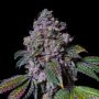 La Macedonia Marijuana Strain by Pure Instinto For Sale Online at Cannabis Seeds Outlet