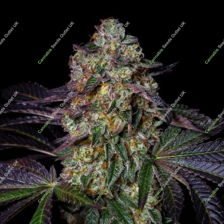 Kushmallow Marijuana Strain by Pure Instinto For Sale Online at Cannabis Seeds Outlet