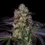 Kushmallow Marijuana Strain by Pure Instinto For Sale Online at Cannabis Seeds Outlet
