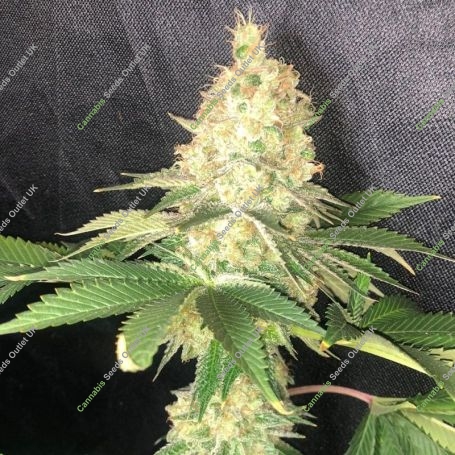 Kings Banner Marijuana Strain by Pure Instinto For Sale Online at Cannabis Seeds Outlet