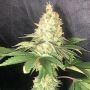 Kings Banner Marijuana Strain by Pure Instinto For Sale Online at Cannabis Seeds Outlet