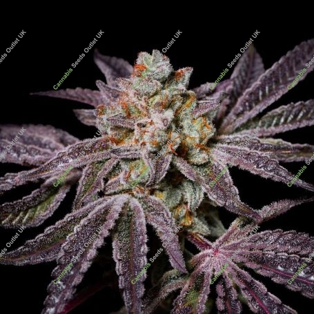 Insanity OG Marijuana Strain by Pure Instinto For Sale Online at Cannabis Seeds Outlet