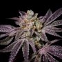 Insanity OG Marijuana Strain by Pure Instinto For Sale Online at Cannabis Seeds Outlet