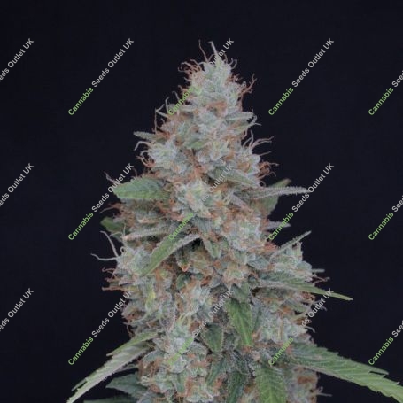 Honeyed Cream Dream Marijuana Strain by Pure Instinto For Sale Online at Cannabis Seeds Outlet