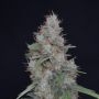 Honeyed Cream Dream Marijuana Strain by Pure Instinto For Sale Online at Cannabis Seeds Outlet