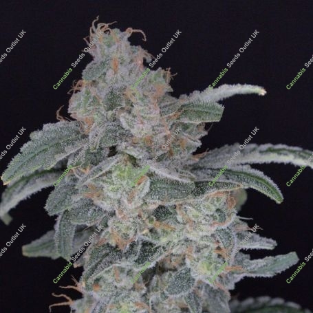 HB Dunkinz Marijuana Strain by Pure Instinto For Sale Online at Cannabis Seeds Outlet