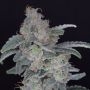 HB Dunkinz Marijuana Strain by Pure Instinto For Sale Online at Cannabis Seeds Outlet