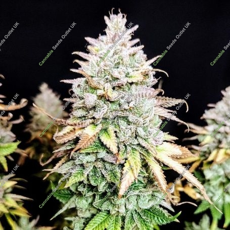 Grateful End OG Marijuana Strain by Pure Instinto For Sale Online at Cannabis Seeds Outlet