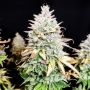 Grateful End OG Marijuana Strain by Pure Instinto For Sale Online at Cannabis Seeds Outlet