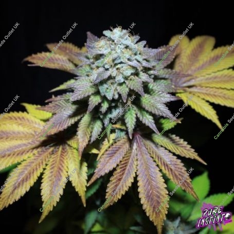 Gorilla Cookies Marijuana Strain by Pure Instinto For Sale Online at Cannabis Seeds Outlet