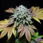 Gorilla Cookies Marijuana Strain by Pure Instinto For Sale Online at Cannabis Seeds Outlet