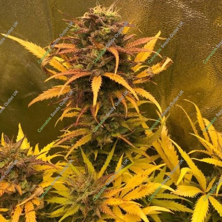 Girl Scout Kush Auto Marijuana Strain by Pure Instinto For Sale Online at Cannabis Seeds Outlet