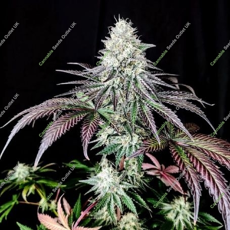 Garlic Cookies Marijuana Strain by Pure Instinto For Sale Online at Cannabis Seeds Outlet