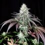 Garlic Cookies Marijuana Strain by Pure Instinto For Sale Online at Cannabis Seeds Outlet