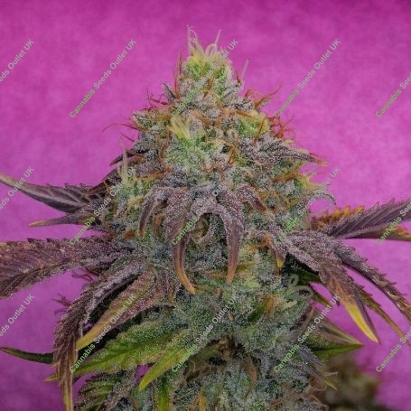 Forbidden Fruit Cake Marijuana Strain by Pure Instinto For Sale Online at Cannabis Seeds Outlet