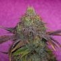 Forbidden Fruit Cake Marijuana Strain by Pure Instinto For Sale Online at Cannabis Seeds Outlet
