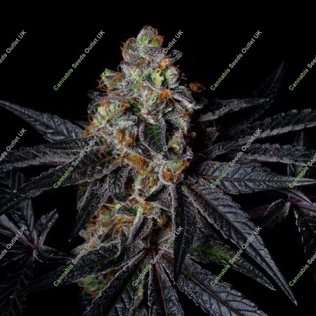 Diamond Dust Marijuana Strain by Pure Instinto For Sale Online at Cannabis Seeds Outlet