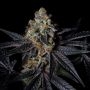 Diamond Dust Marijuana Strain by Pure Instinto For Sale Online at Cannabis Seeds Outlet