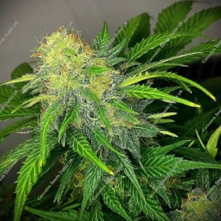 Clementine Dream Auto Marijuana Strain by Pure Instinto For Sale Online at Cannabis Seeds Outlet