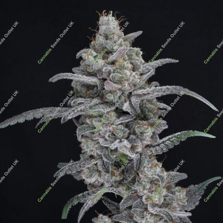 Chimera Crasher Marijuana Strain by Pure Instinto For Sale Online at Cannabis Seeds Outlet