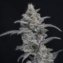 Chimera Crasher Marijuana Strain by Pure Instinto For Sale Online at Cannabis Seeds Outlet