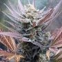 Cherry Cookies Marijuana Strain by Pure Instinto For Sale Online at Cannabis Seeds Outlet