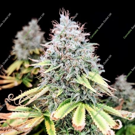 Apple OG Marijuana Strain by Pure Instinto For Sale Online at Cannabis Seeds Outlet