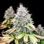 Apple OG Marijuana Strain by Pure Instinto For Sale Online at Cannabis Seeds Outlet