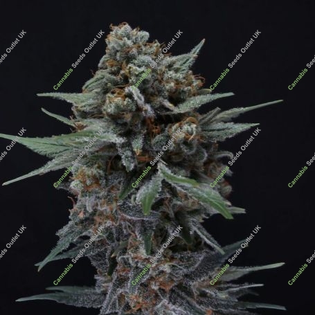Alien Snack Auto Marijuana Strain by Pure Instinto For Sale Online at Cannabis Seeds Outlet