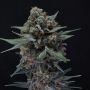 Alien Snack Auto Marijuana Strain by Pure Instinto For Sale Online at Cannabis Seeds Outlet