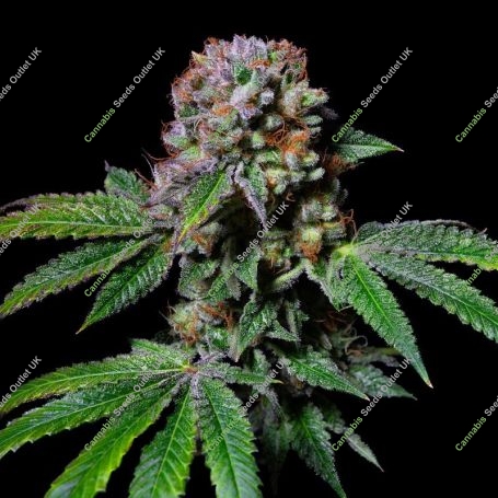 AcaDos Delight Marijuana Strain by Pure Instinto For Sale Online at Cannabis Seeds Outlet