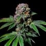AcaDos Delight Marijuana Strain by Pure Instinto For Sale Online at Cannabis Seeds Outlet
