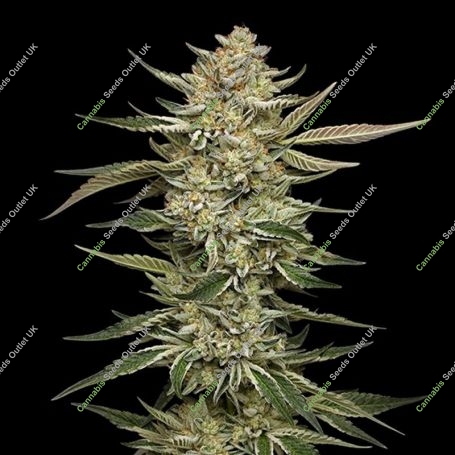 OG Triploid Auto Marijuana Strain by Humboldt Seed Company For Sale Online at Cannabis Seeds Outlet