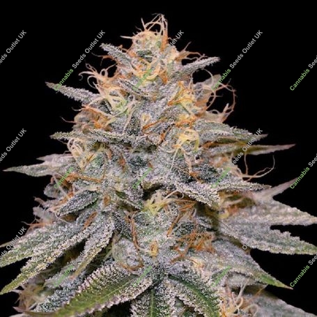 Orange Frappe Marijuana Strain by G13 Labs For Sale Online at Cannabis Seeds Outlet