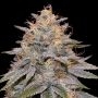 Orange Frappe Marijuana Strain by G13 Labs For Sale Online at Cannabis Seeds Outlet