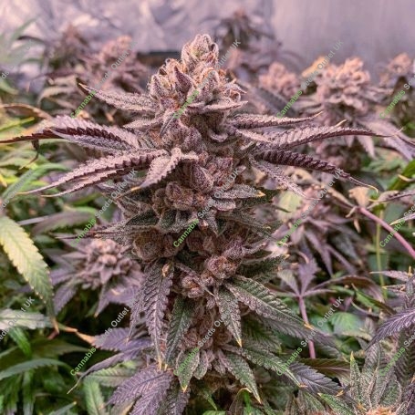 Slush Mint Cake Marijuana Strain by Dutch Passion For Sale Online at Cannabis Seeds Outlet