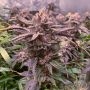 Slush Mint Cake Marijuana Strain by Dutch Passion For Sale Online at Cannabis Seeds Outlet