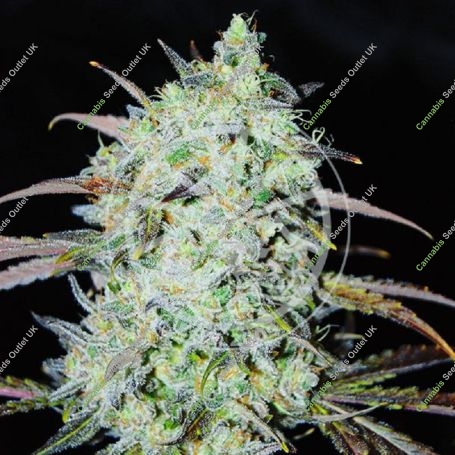 Bay Haze Marijuana Strain by Delicious Seeds For Sale Online at Cannabis Seeds Outlet