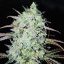Bay Haze Marijuana Strain by Delicious Seeds For Sale Online at Cannabis Seeds Outlet