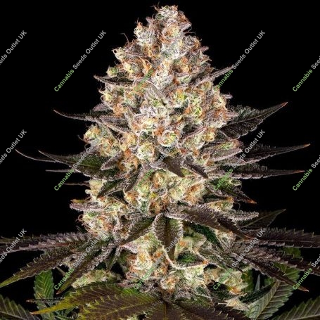Hindu Kush Marijuana Strain by Barneys Farm For Sale Online at Cannabis Seeds Outlet
