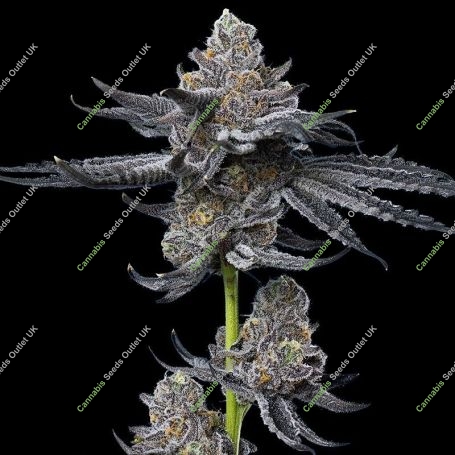 LFG Marijuana Strain by Barneys Farm For Sale Online at Cannabis Seeds Outlet
