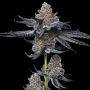 LFG Marijuana Strain by Barneys Farm For Sale Online at Cannabis Seeds Outlet