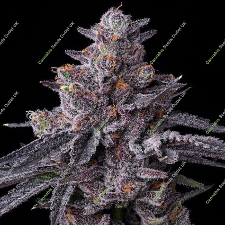 Zillions Marijuana Strain by Barneys Farm For Sale Online at Cannabis Seeds Outlet