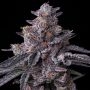 Zillions Marijuana Strain by Barneys Farm For Sale Online at Cannabis Seeds Outlet