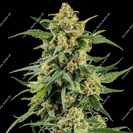 Skunk no 1 Marijuana Strain by Barneys Farm For Sale Online at Cannabis Seeds Outlet